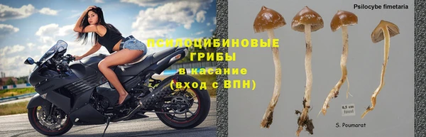 сатива Абаза